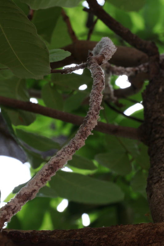 A Material of Memory and Transformation